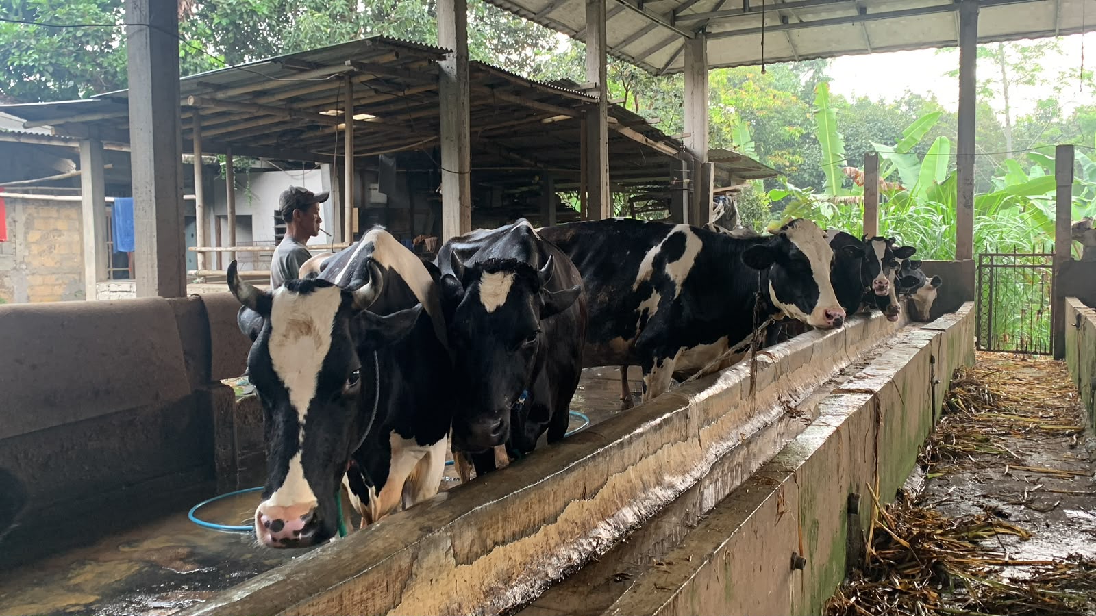 Fasilitas Kandang Wahyu Farm